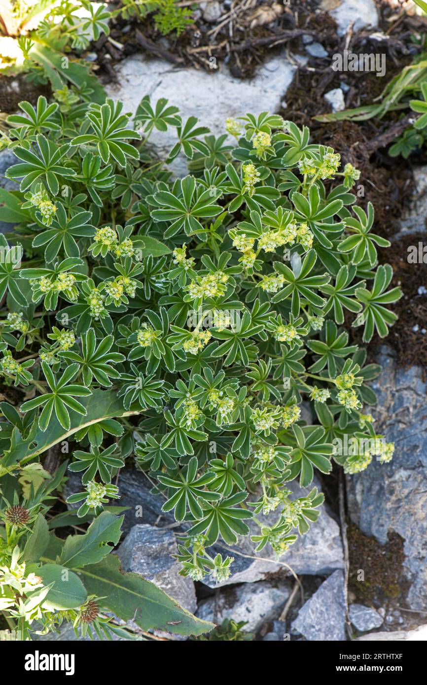 Alpine Lady's Mantle: Alchemilla alpina. Swiss Alps. Stock Photo