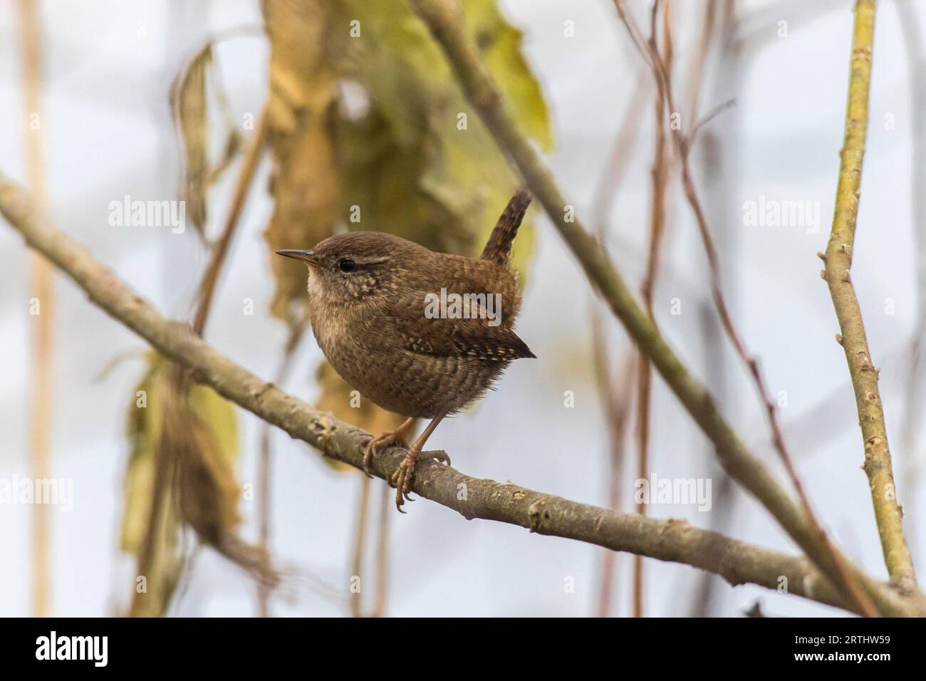 A wren in search of food, A wren is sitting on a branch Stock Photo - Alamy
