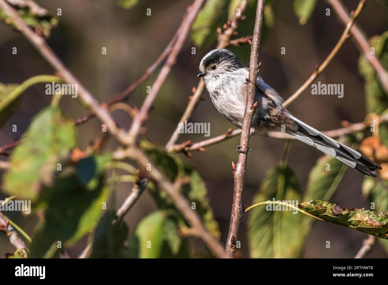 A long-tailed bushtit sitting on a branch, A long-tailed bushtit on a ...