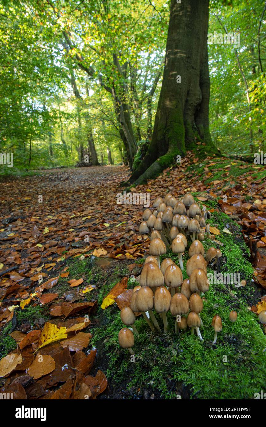 Inkcap fungi: Coprinellus micaceus. Surrey, UK Stock Photo