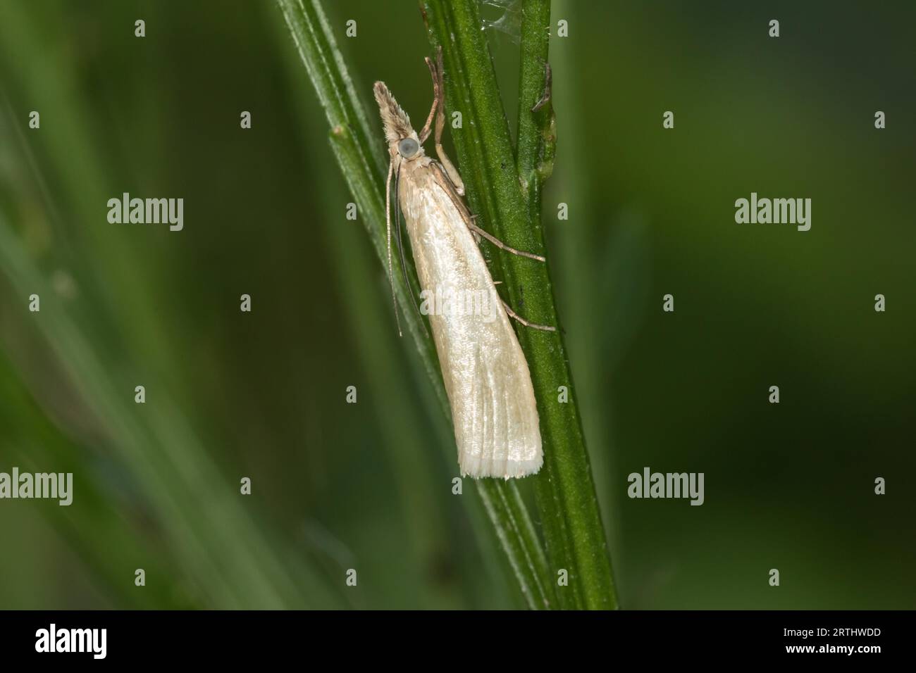 A white grasshopper at rest, A satin grass veneer on a grassstock Stock Photo