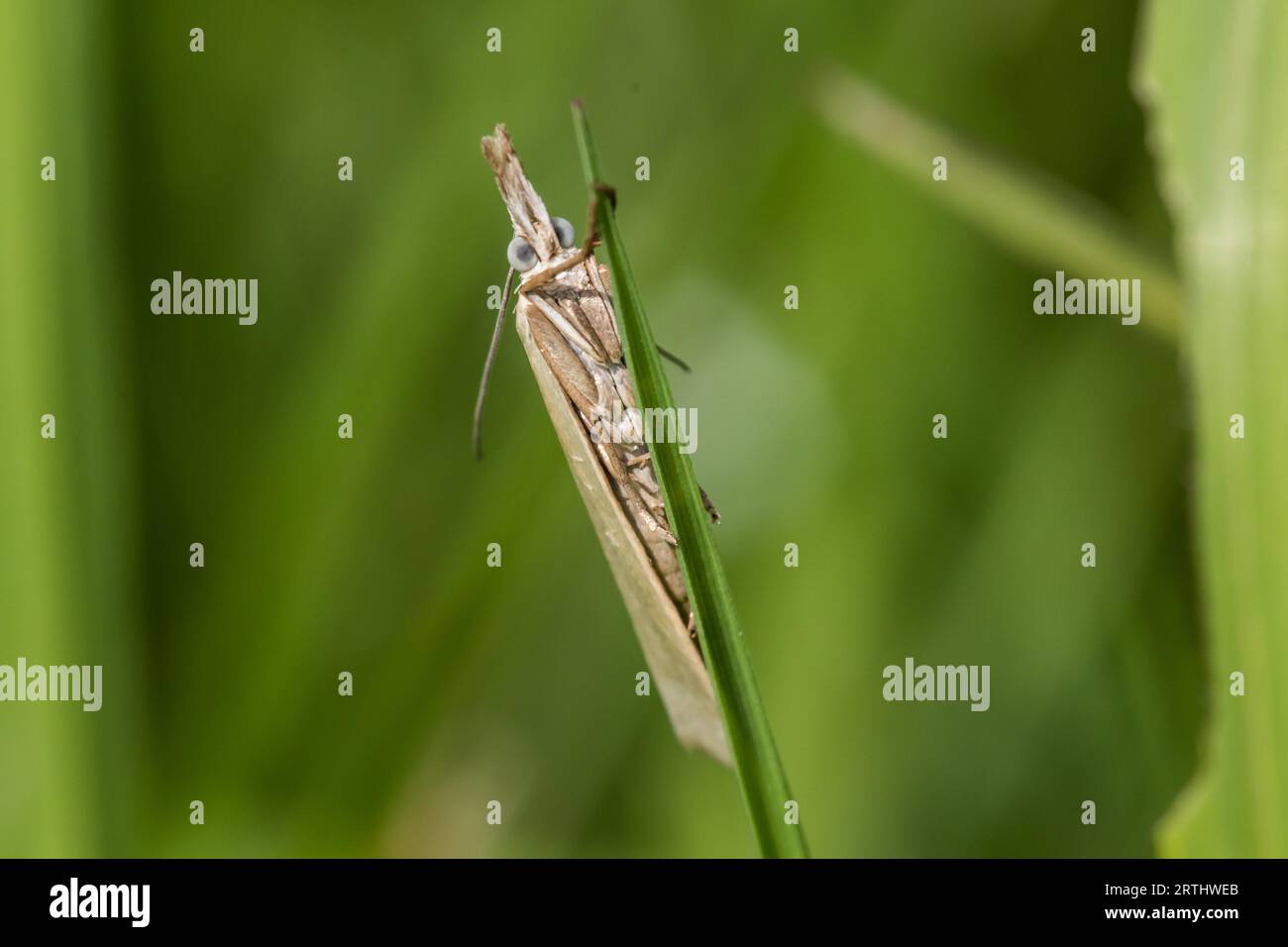 A white grasshopper at rest, A satin grass veneer on a grassstock Stock Photo