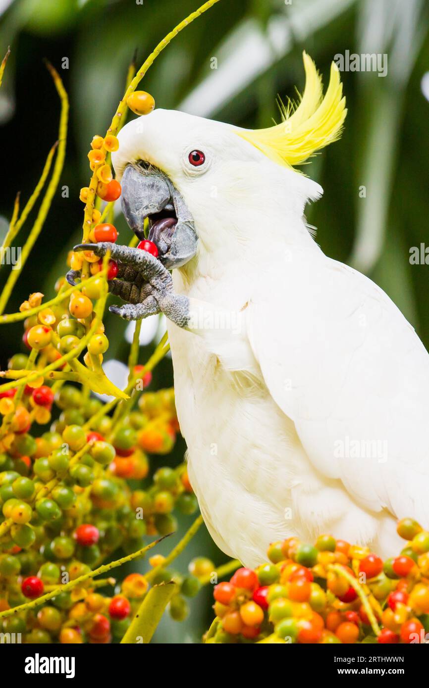 A wild yellow-crested cockatoo spotted eating on Fitzroy Island, Queensland, Australia Stock Photo