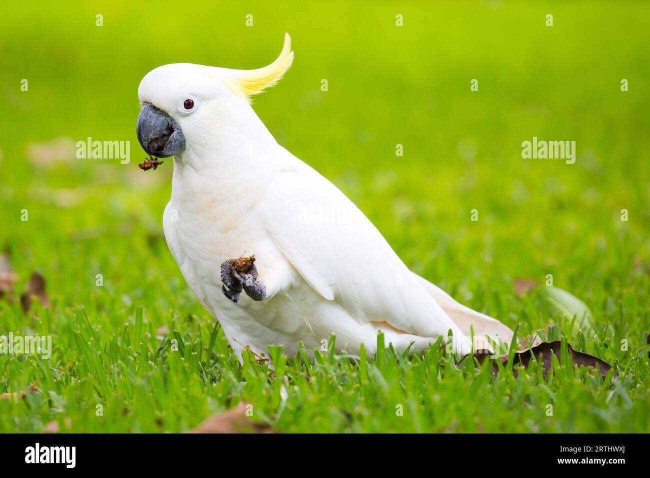 A wild yellow-crested cockatoo spotted eating on Fitzroy Island, Queensland, Australia Stock Photo