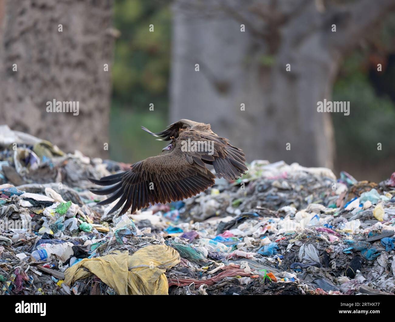 Vulture on a tip - rubbish in a poor country Stock Photo