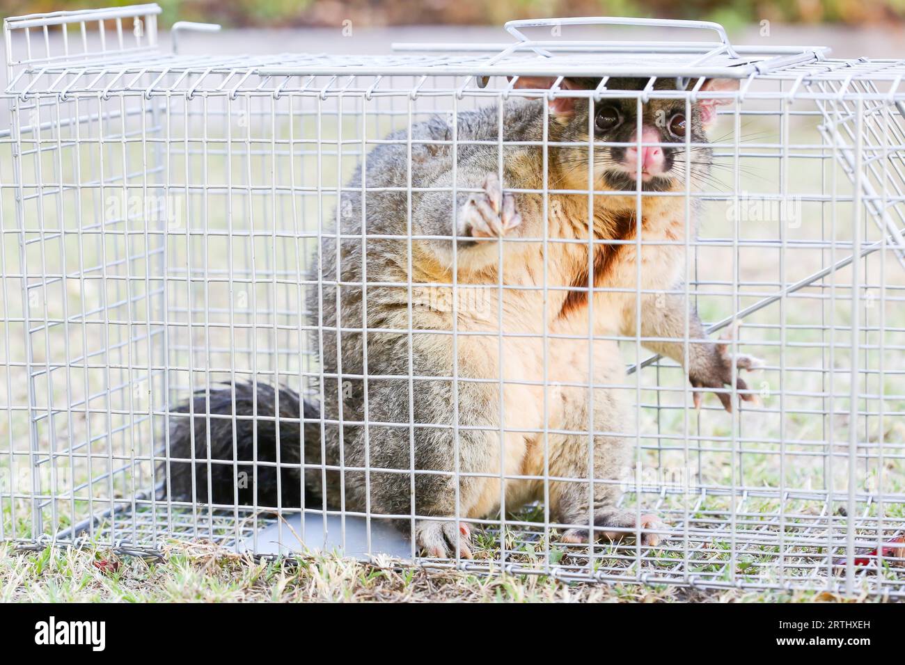 Possum in trap hi-res stock photography and images - Alamy