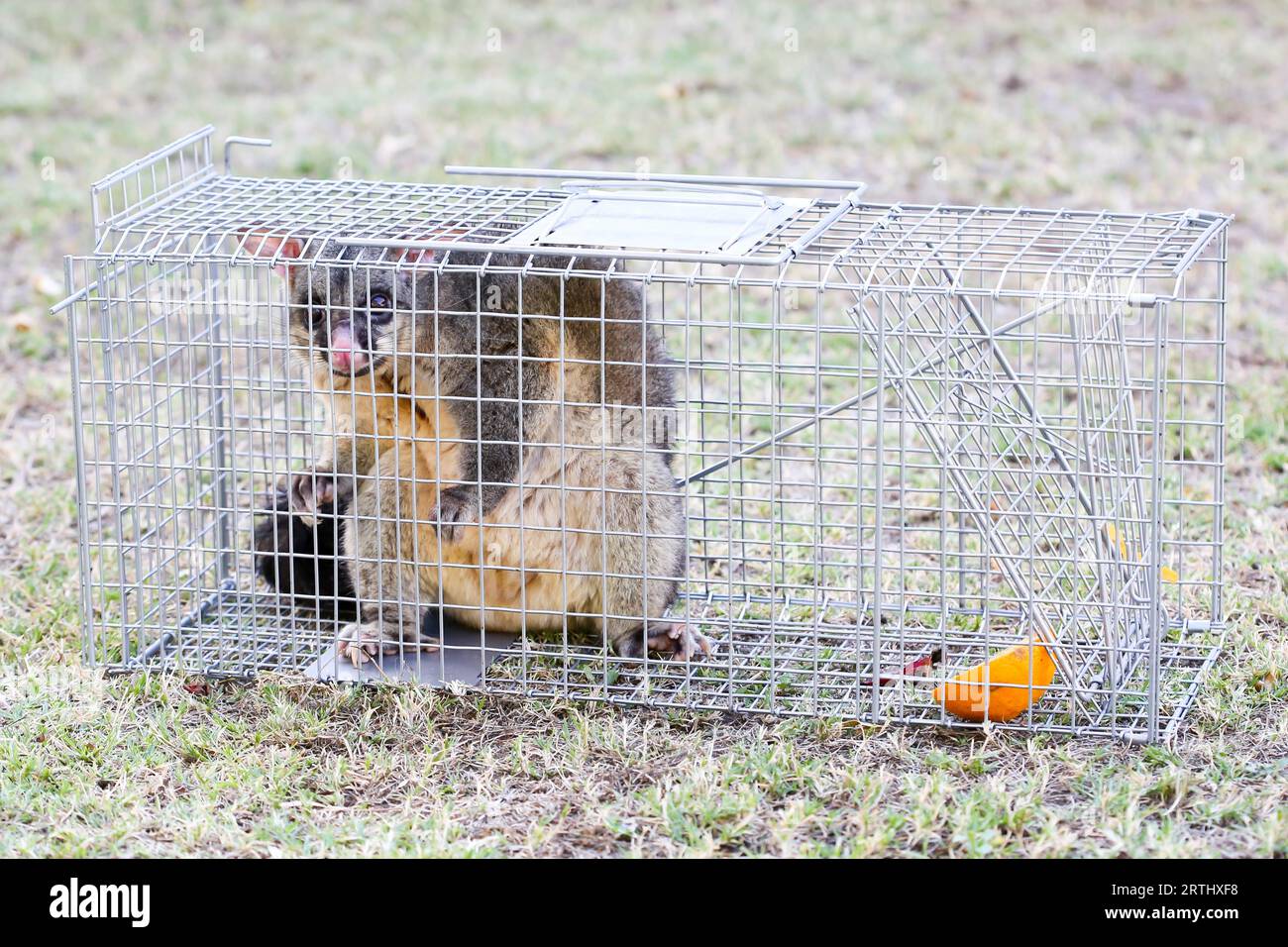A brushtail possum is caught in a cage as a trap in Melbourne, Victoria
