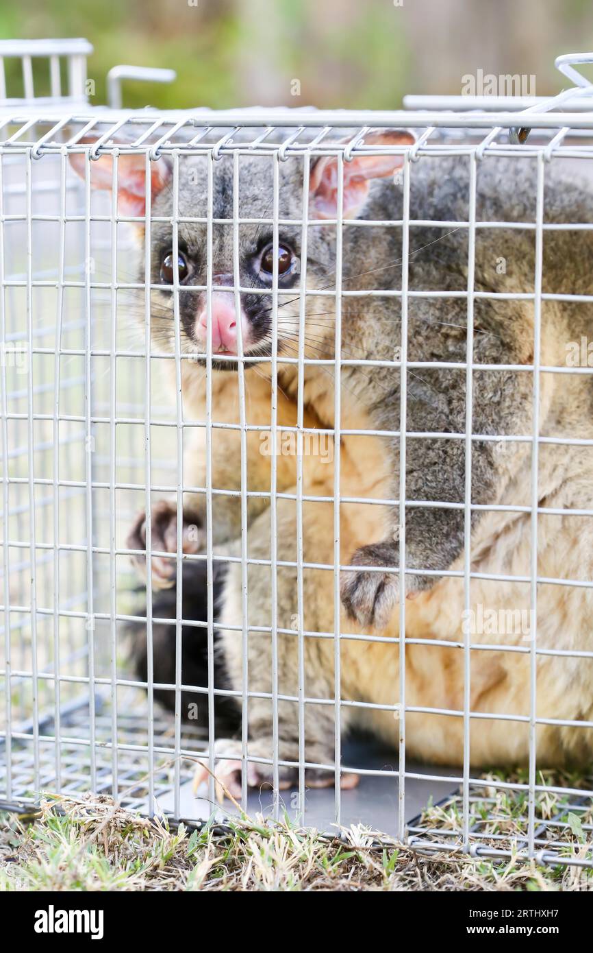 A brushtail possum is caught in a cage as a trap in Melbourne, Victoria