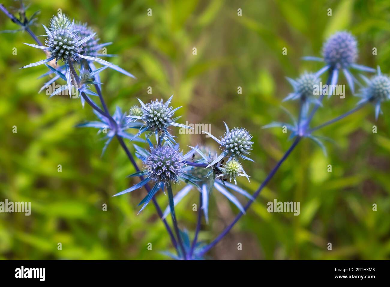 Eryngium planum, blue prickly healing plant in garden. Medicinal natural herbs, summer season Stock Photo