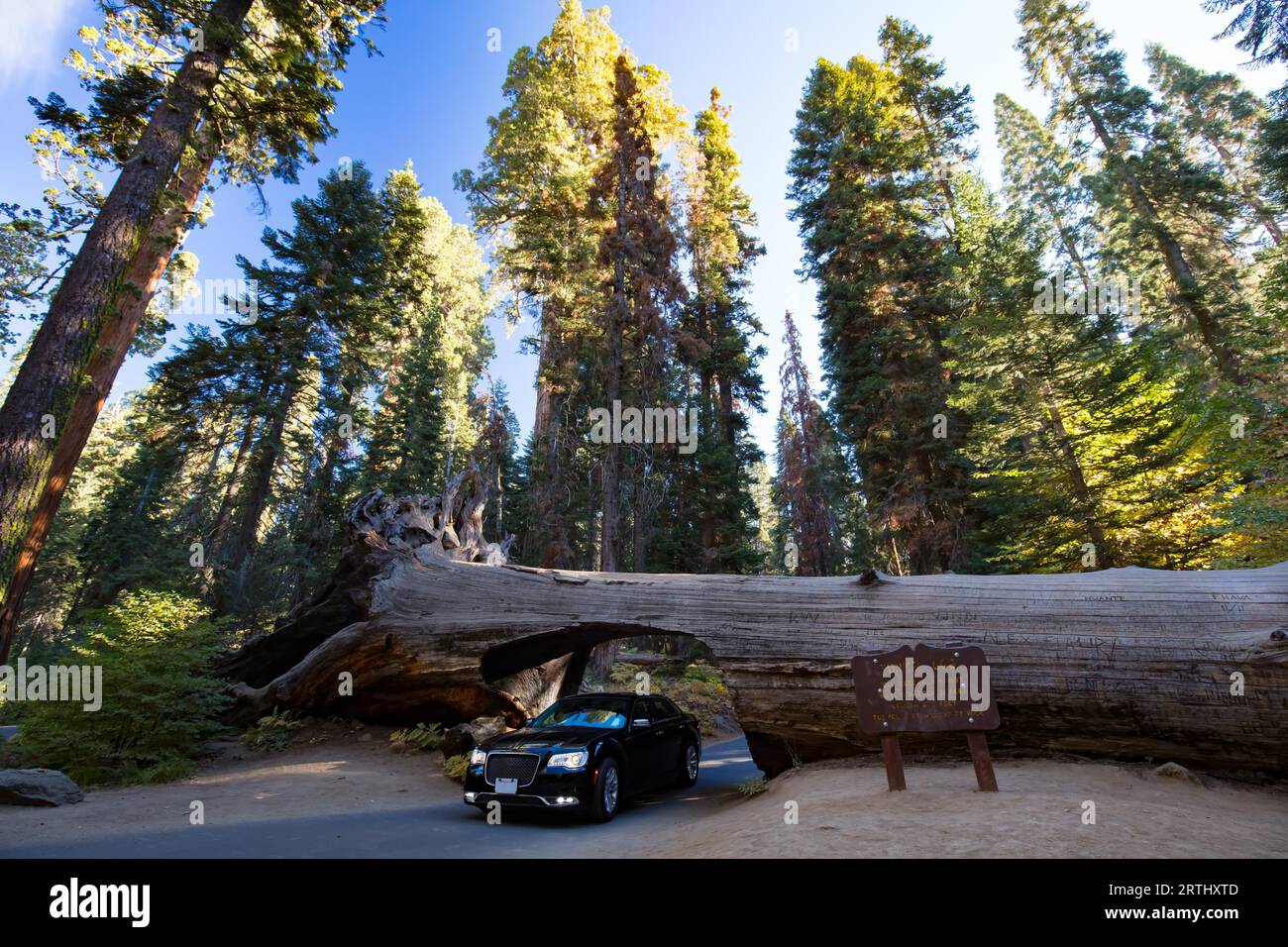 A car drives thru the famous Tunnel Log in Sequoia National Park, California, USA Stock Photo