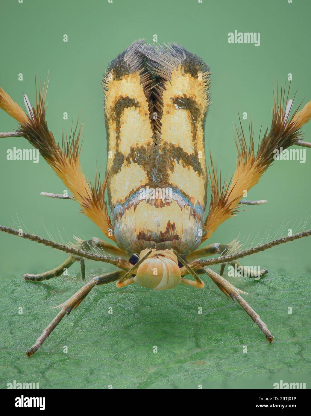 Full view of a yellow and brown Alder Signal moth with hairy, bristly hind legs (Stathmopoda pedella) Stock Photo