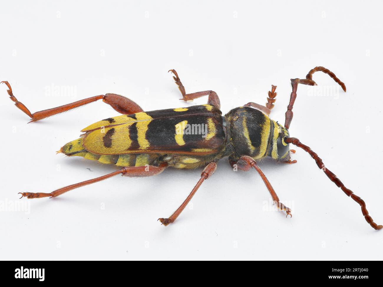 Side view of a black and yellow Longhorn Beetle mimicking a wasp, white ...