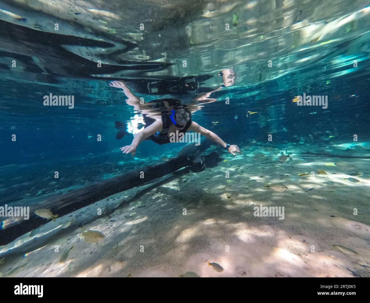 Snorkeler looking at camera and watching tropical fishes in a rainforest creek Stock Photo