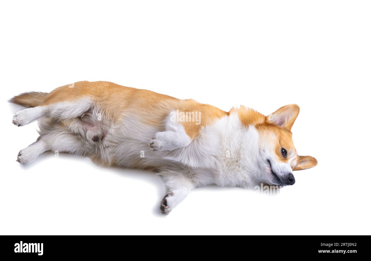 welsh corgi pembroke isolated on white background Stock Photo - Alamy