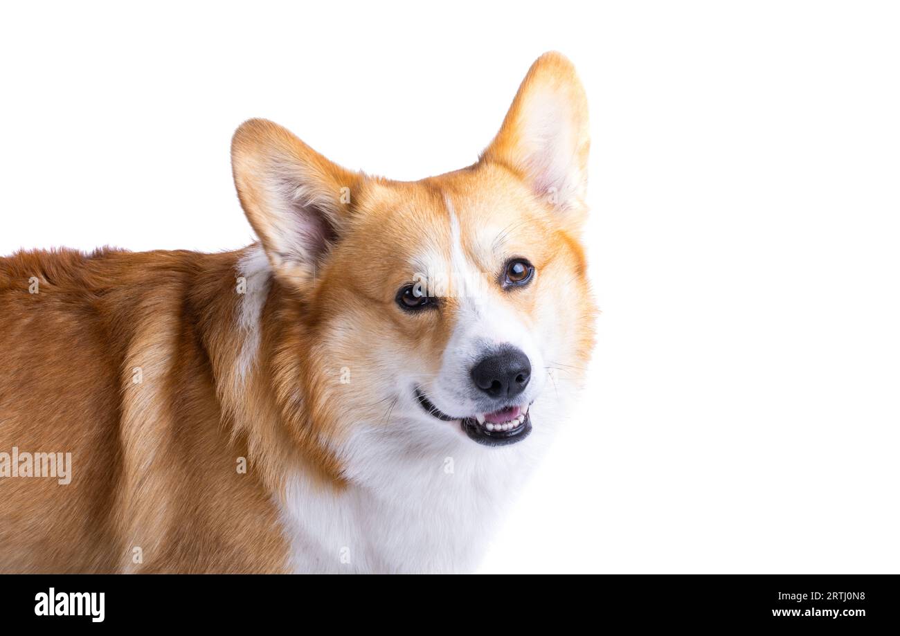 welsh corgi pembroke isolated on white background Stock Photo - Alamy