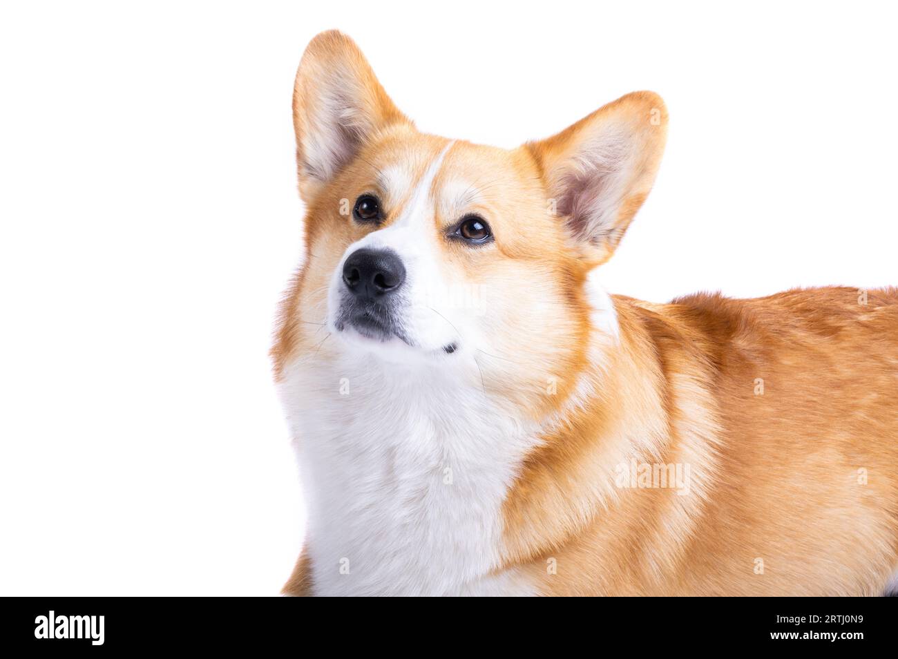 welsh corgi pembroke isolated on white background Stock Photo - Alamy