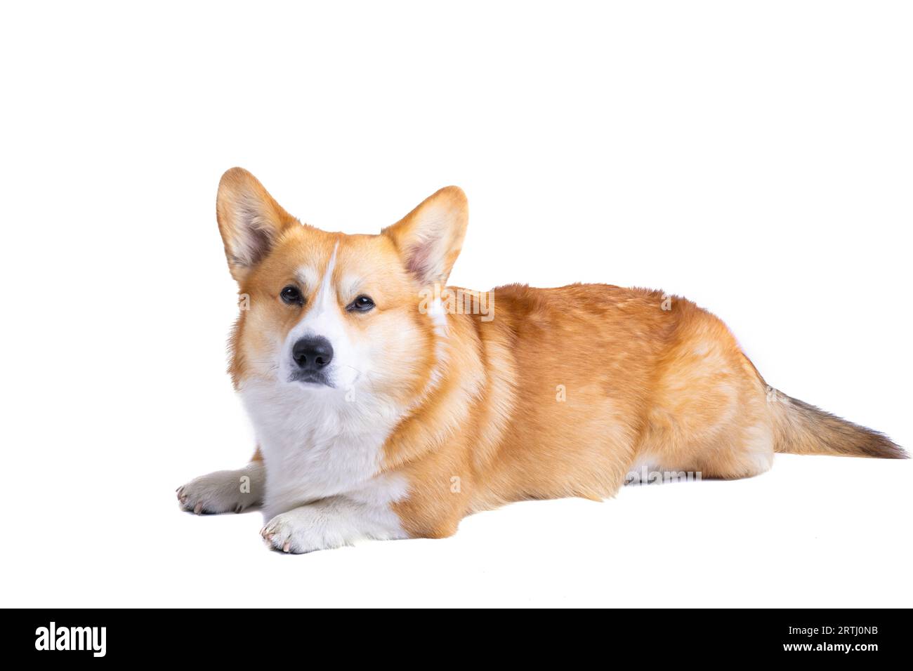 welsh corgi pembroke isolated on white background Stock Photo - Alamy