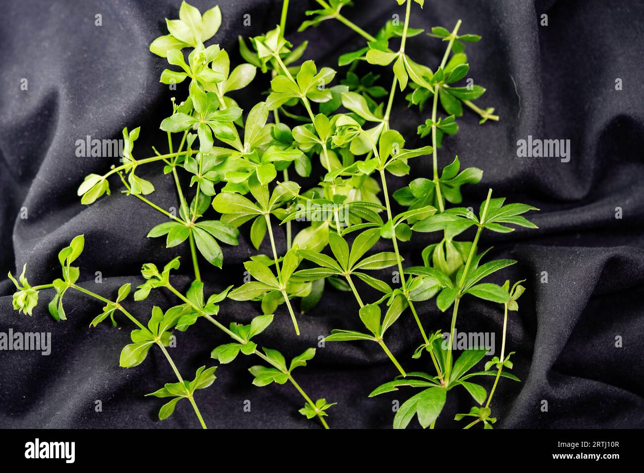 Leaves of the woodruff plant Galium odoratum fresh and dried Stock Photo