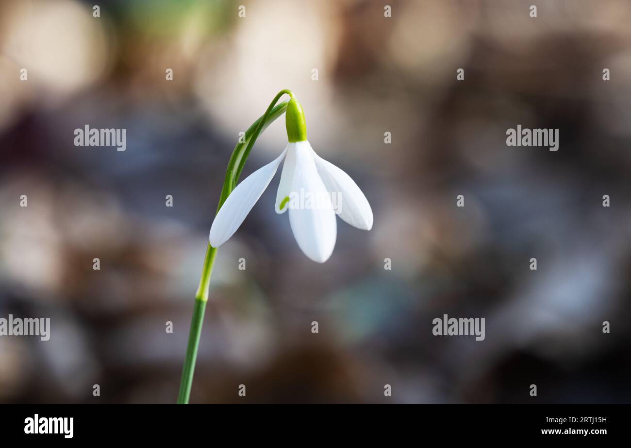 Snowdrop - first Spring flower in the forest Stock Photo - Alamy