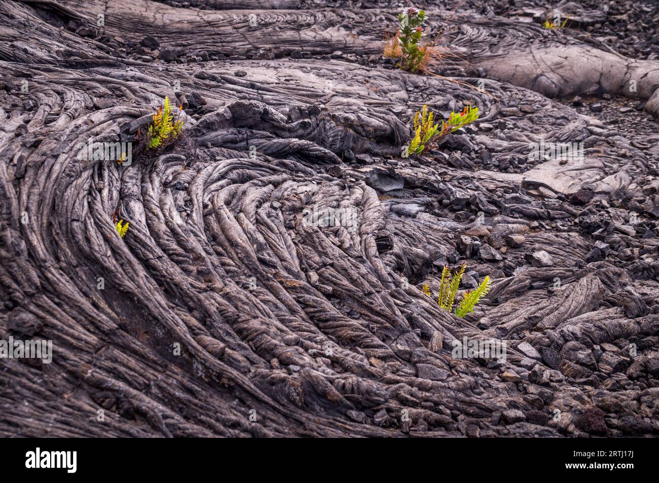 Patterns formed by a lava flow are bursting with new life as small green ferns grow in the cold lava in Volcanos National Park, Hawaii Stock Photo