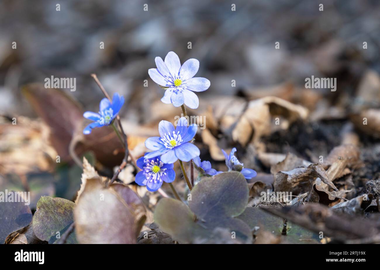 Flower beauty common hepatica hi-res stock photography and images - Alamy