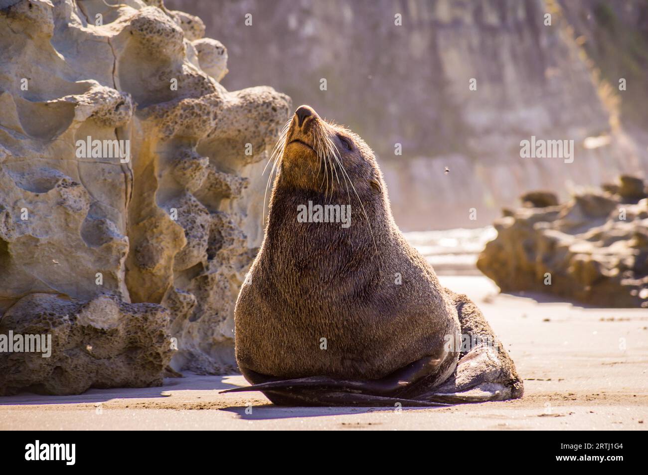 Seal on beach enjoying the sun in New Zealand Stock Photo