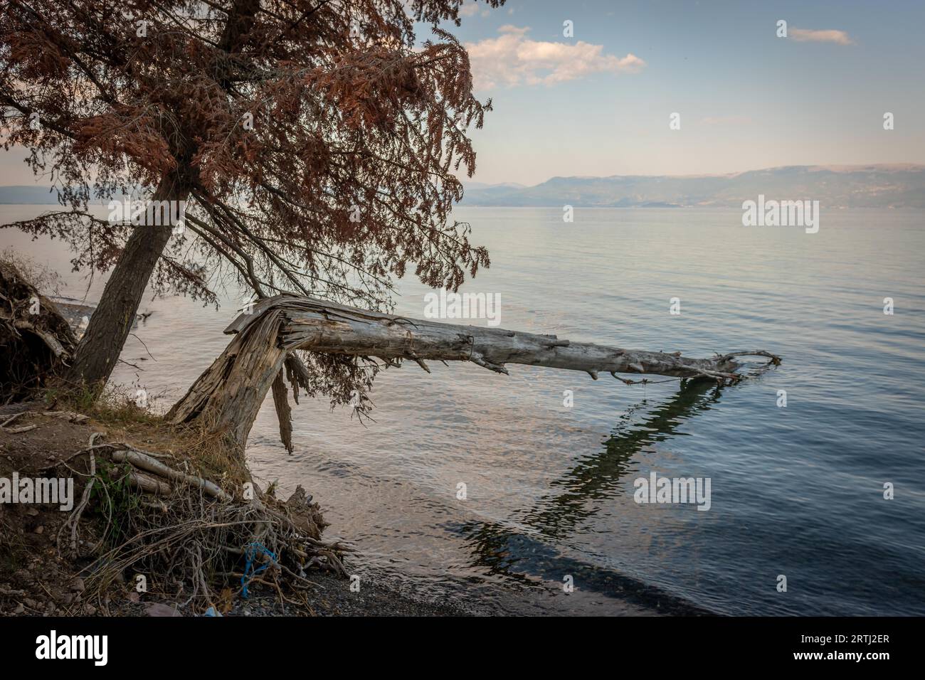 Fallen and broken tree with exposed roots at Lake Ohrid, North Macedonia Stock Photo