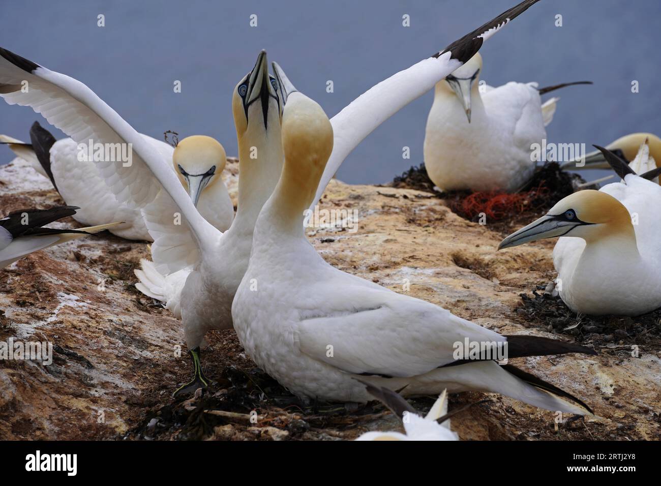 Gannet pairs on the island of Helgoland. The gannet, a goose-sized seabird, is the most northerly breeding species in the gannet family. The gannet Stock Photo