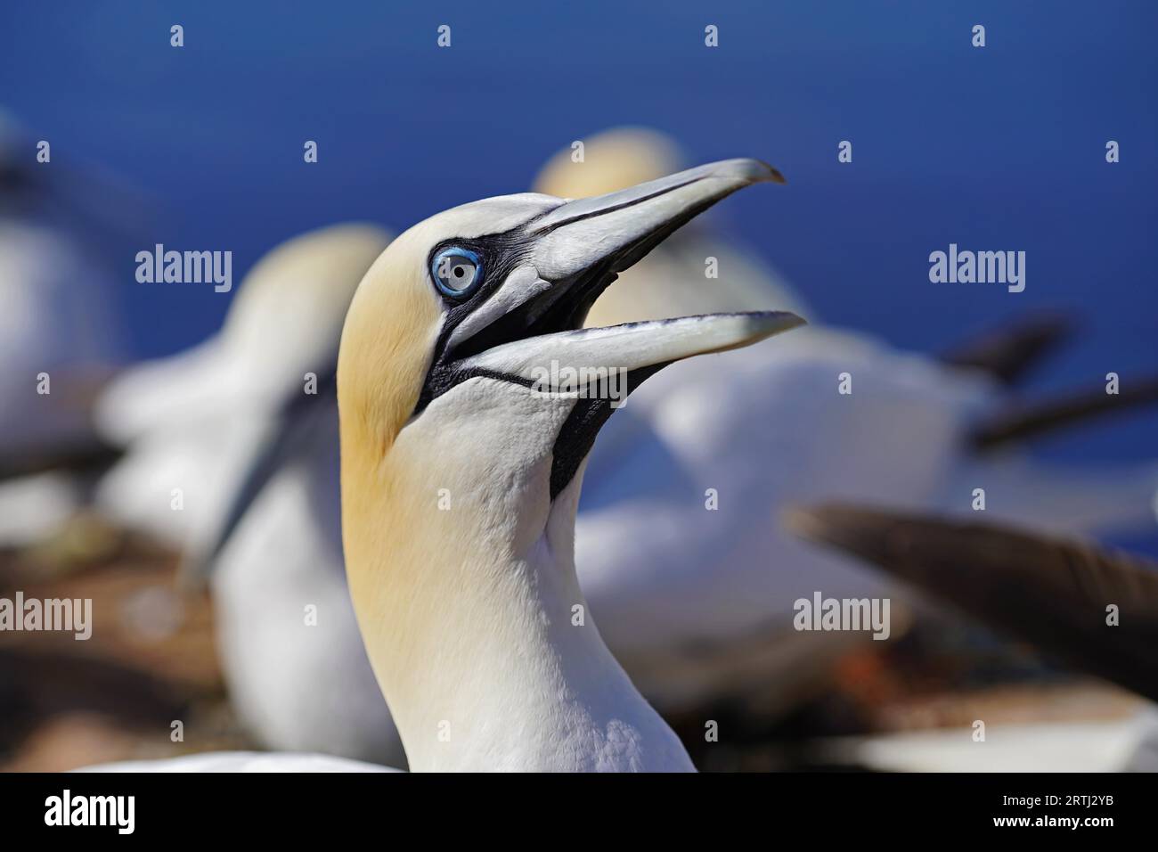 Breeding gannets on the island of Helgoland. The gannet, a goose-sized seabird, is the most northerly breeding species in the gannet family. The Stock Photo
