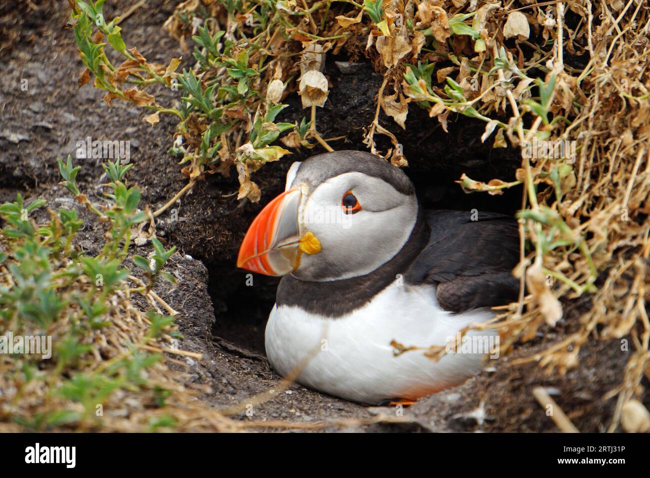 Puffins at the Skellig islands. The island of Skellig Michael, also known as the Great Skellig, is home to one of Ireland's best-known, yet Stock Photo
