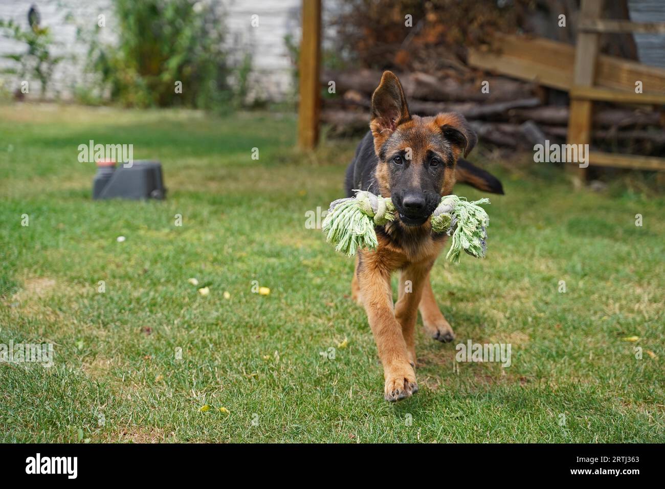 17 weeks old female shepherd puppy playing in summer Stock Photo