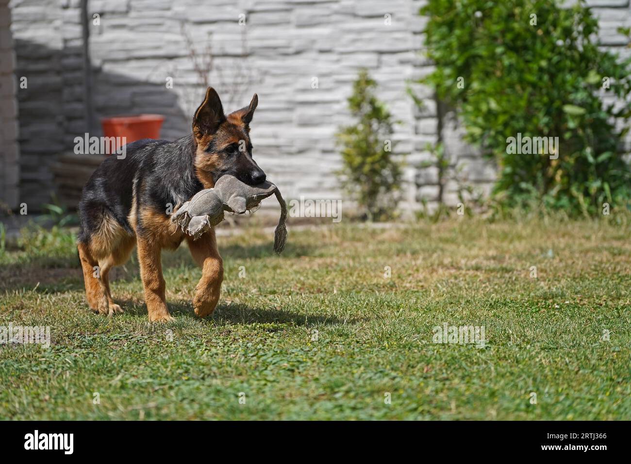 17 weeks old female shepherd puppy playing in summer Stock Photo