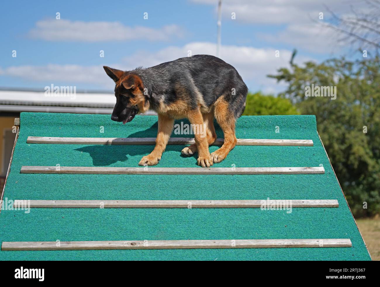 17 weeks old female shepherd puppy during training at the dog park in summer Stock Photo