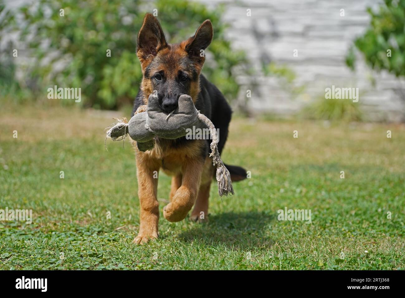17 weeks old female shepherd puppy playing in summer Stock Photo