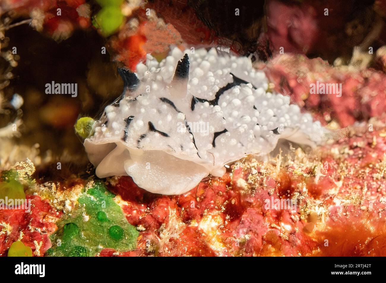 Extreme close-up frontal view of nudibranch marine snail warty snail (Phyllidiidae) crawling pber feeding on sponges, Pacific Ocean, Yap Island, Yap Stock Photo
