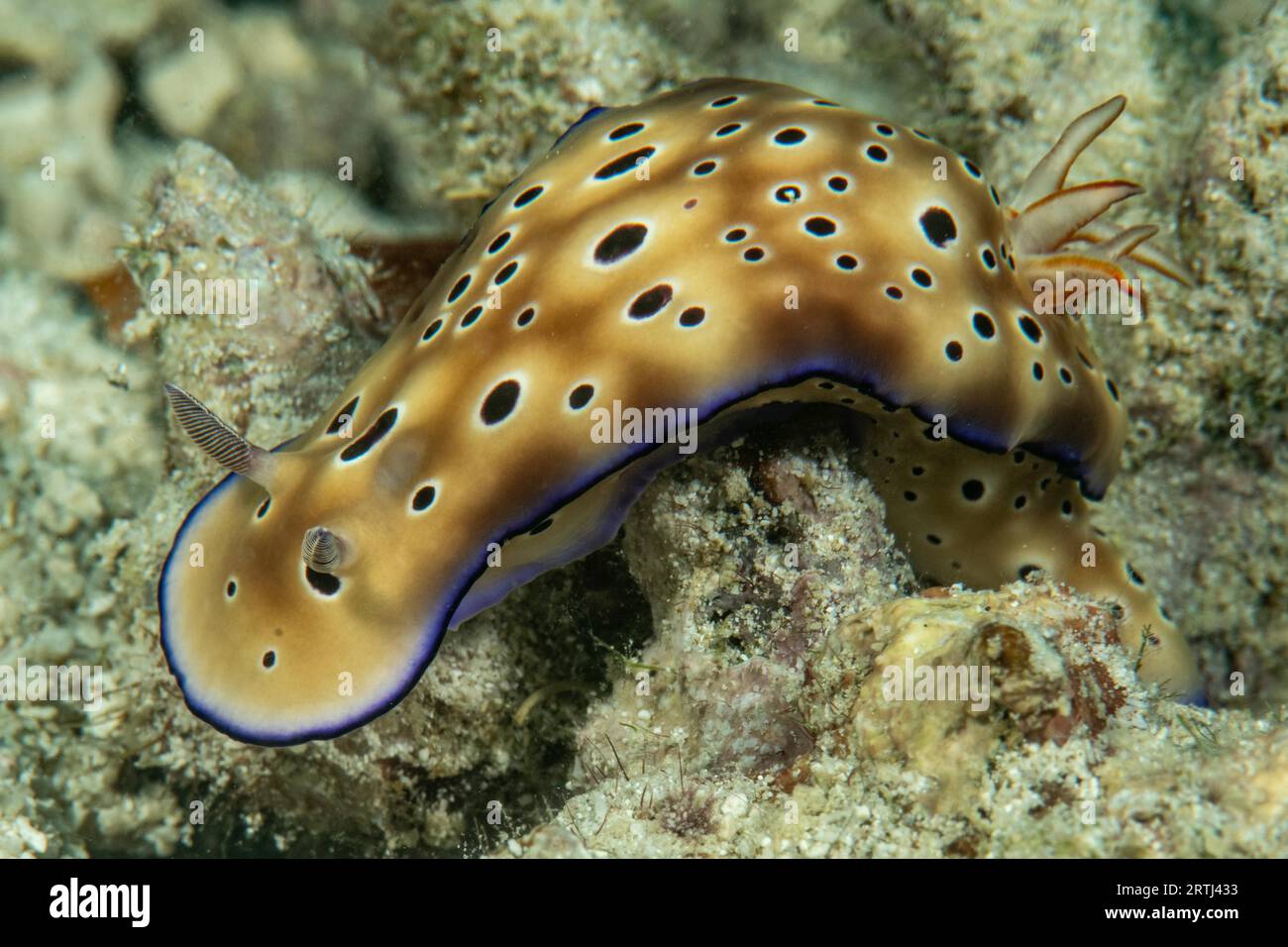 Nudibranch (Chromodoris kuniei) crawling over coral rock, Pacific Ocean, Yap Island, Yap State, Caroline Islands, FSM, Federated States of Stock Photo