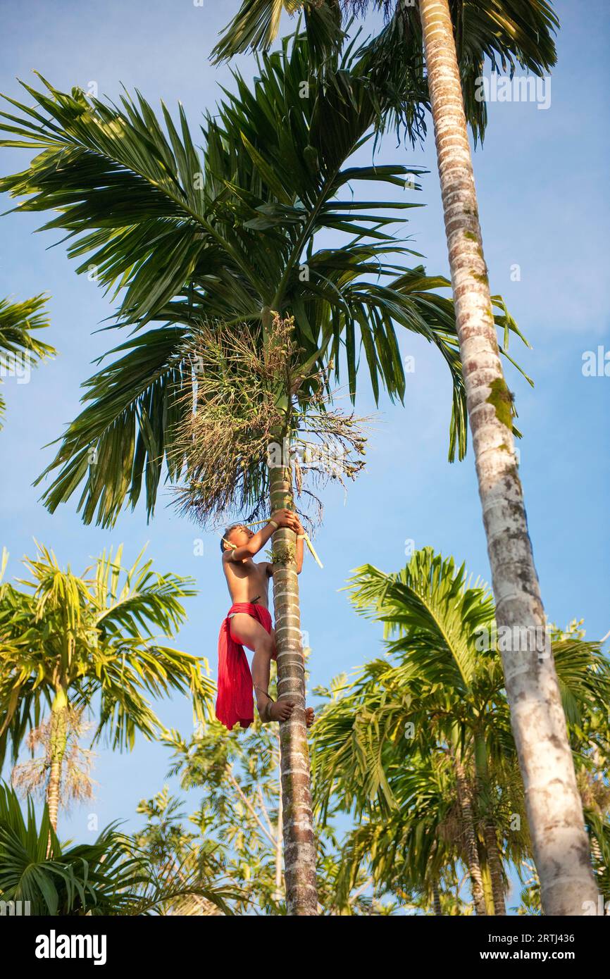Boy climbing coconut palm (Cocos nucifera) harvesting coconut Coconuts, Yap, Micronesia, South Pacific, Caroline Islands, Yap Island, Yap State, FSM Stock Photo