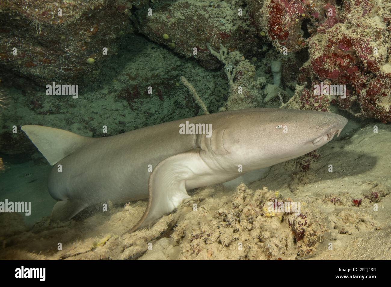 Nurse shark (Nebrius ferrugineus) lying in small grotto leaning on pectoral fin lifting upper body, Pacific Ocean, Yap Island, Yap State, Caroline Stock Photo