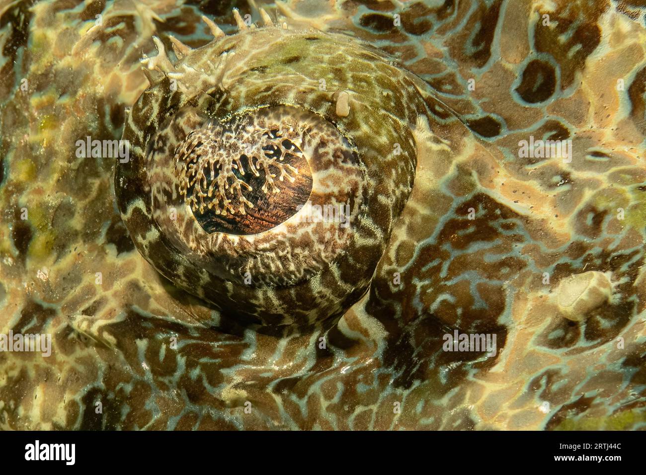 Extreme close-up of blobfish in water, Stock Video