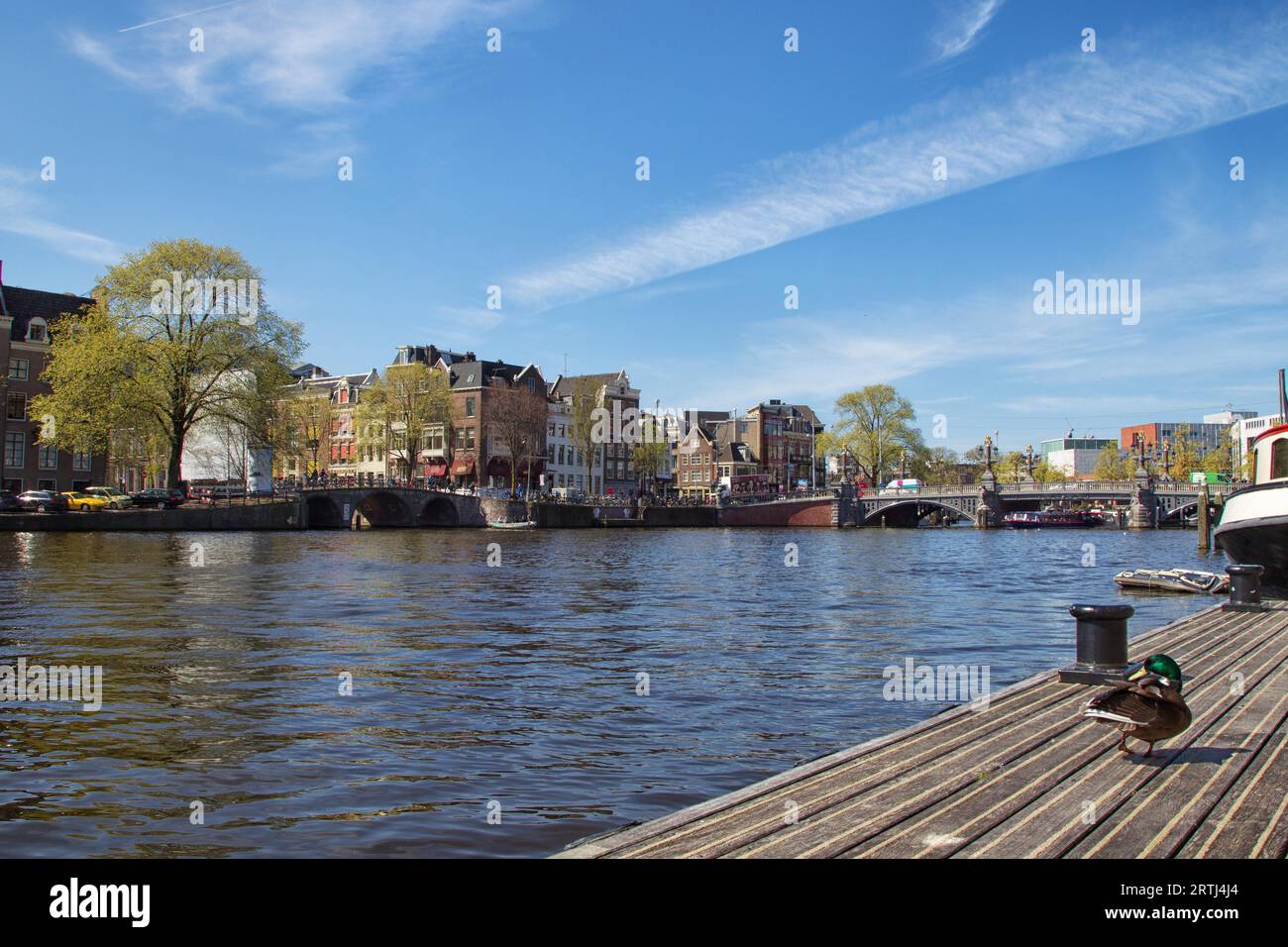 Mallard on a jetty on the banks of the Amstel River in Amsterdam, Netherlands in spring Stock Photo