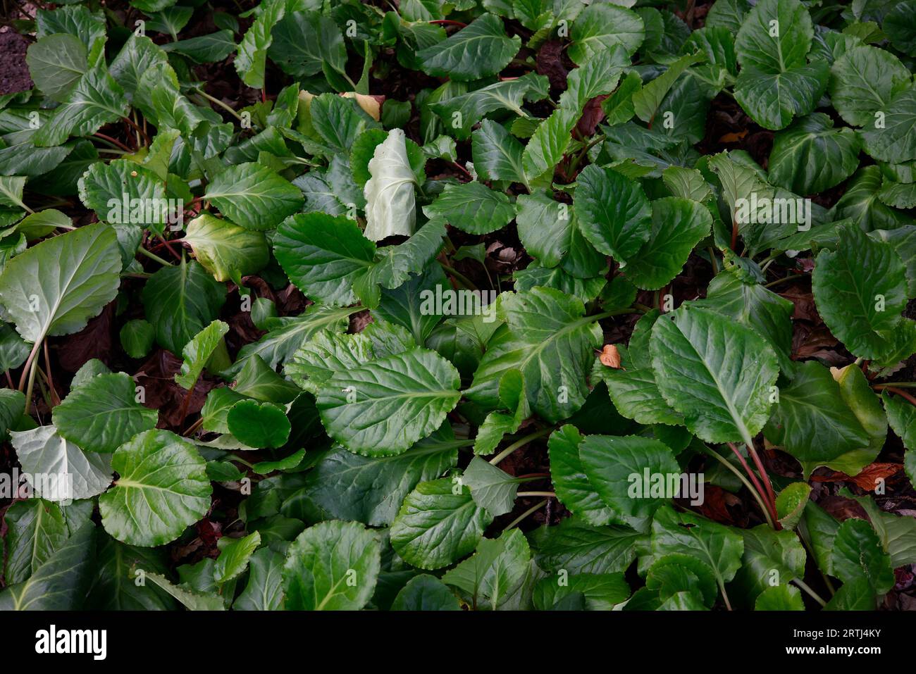 Closeup overhead view of the green summer leaves of the evergreen herbaceous perennial groundcover garden plant bergenia schneekissen. Stock Photo