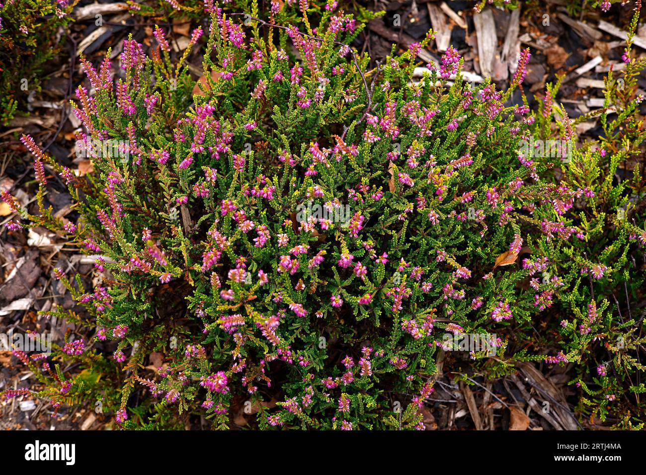 Closeup of the pale purple flowers of the hardy perennial low growing garden shrub calluna vulgaris crimson glory. Stock Photo