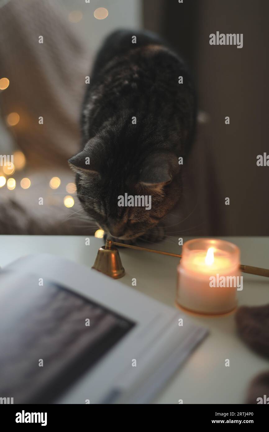 cozy home atmosphere and still life with a cat, candle, book. Cute ...