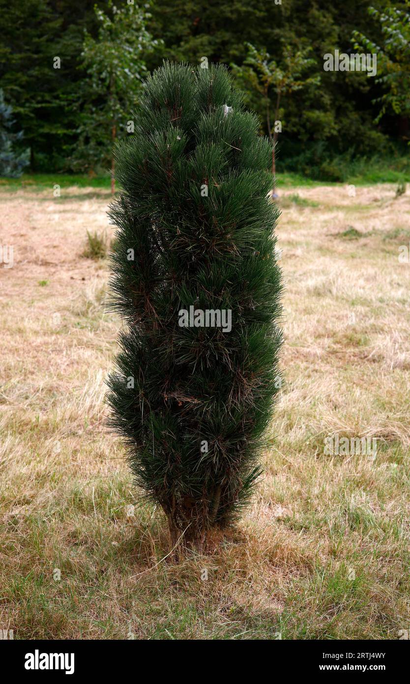 Closeup of the slow growing evergreen garden pine pinus Nigra green tower or Austrian pine. Stock Photo