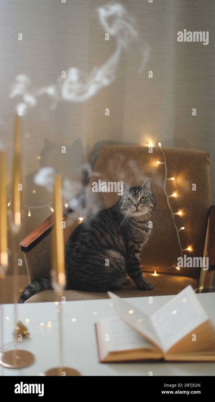 cozy home atmosphere and still life with a cat, candle, book. Cute ...