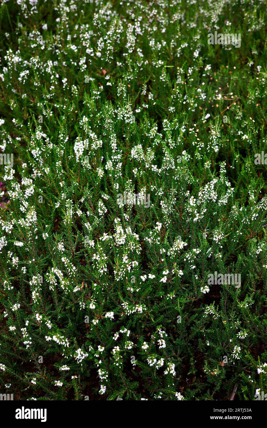 Closeup overhead view of the white bell-shaped flowers and small green leaves of the common heather garden plant calluna vulgaris hugh nicholson. Stock Photo