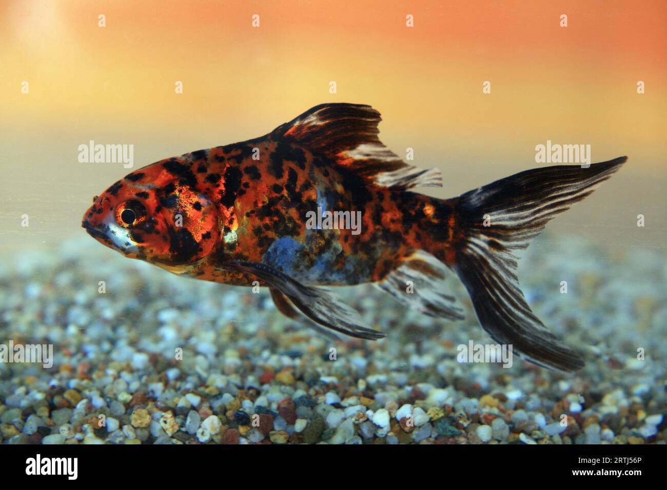 Shubunkin goldfish (Carassius auratus), goldfish Stock Photo