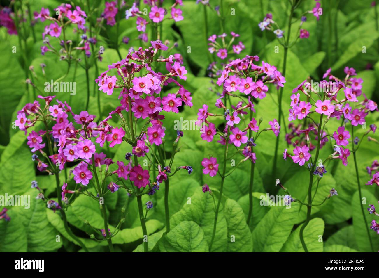 Japan Primel, Japanese primrose (Primula) japonica Stock Photo