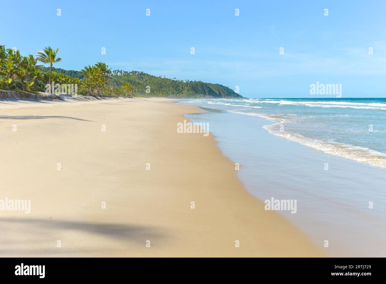 Beautiful yellow sand beach with many of palm tree Stock Photo