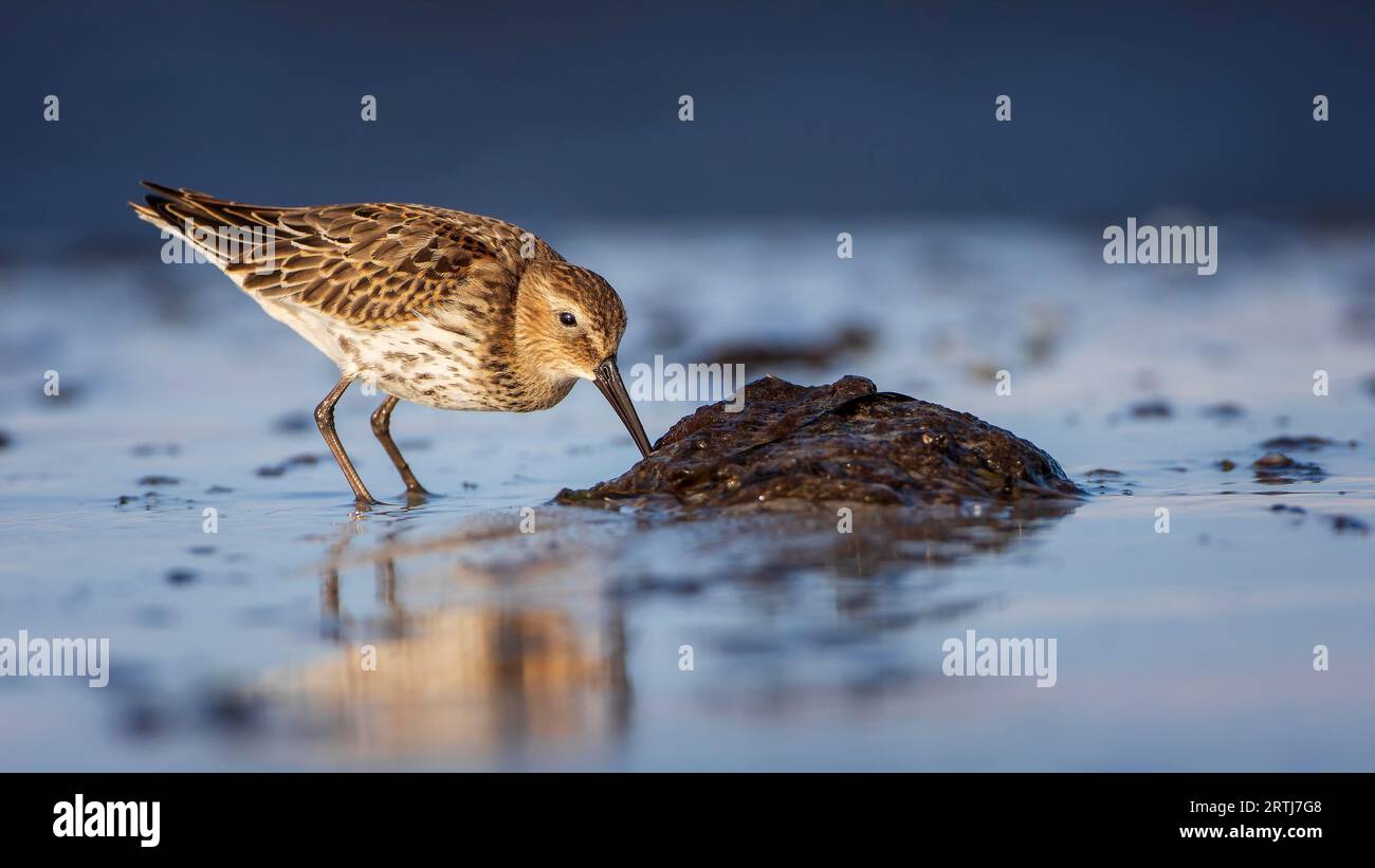 Dunlin (Calidris alpina) Transition from breeding dress to light dress, snipe bird, foraging on mudflats, shallow water zone, Baltic Sea coast Stock Photo